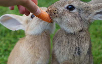  L’alimentation du lapin