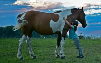 Le cheval : élevage et alimentation